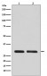 Anti-CDK1/Cdc2 Rabbit Monoclonal Antibody